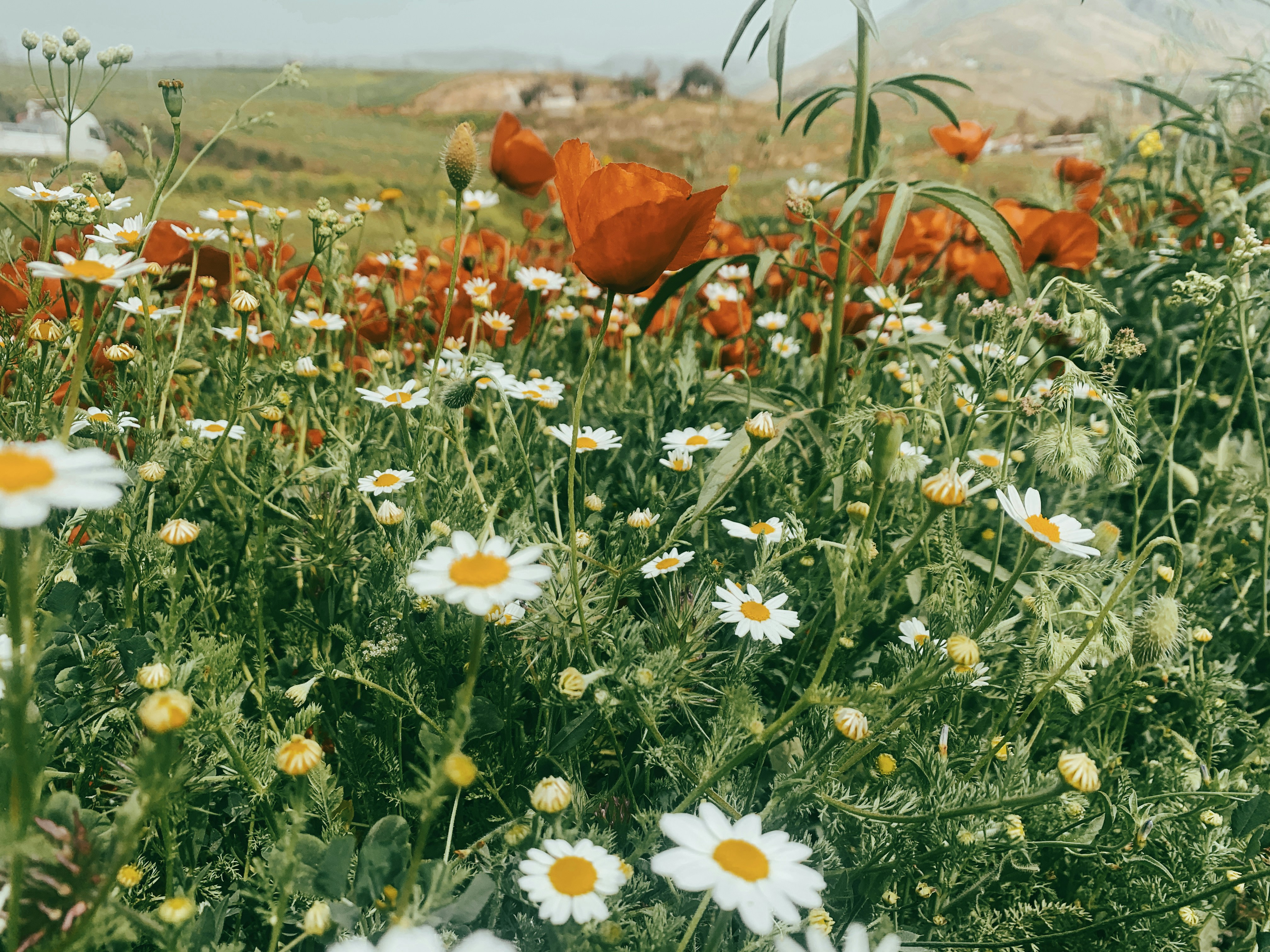 Choose from a curated selection of flower photos. Always free on Unsplash.