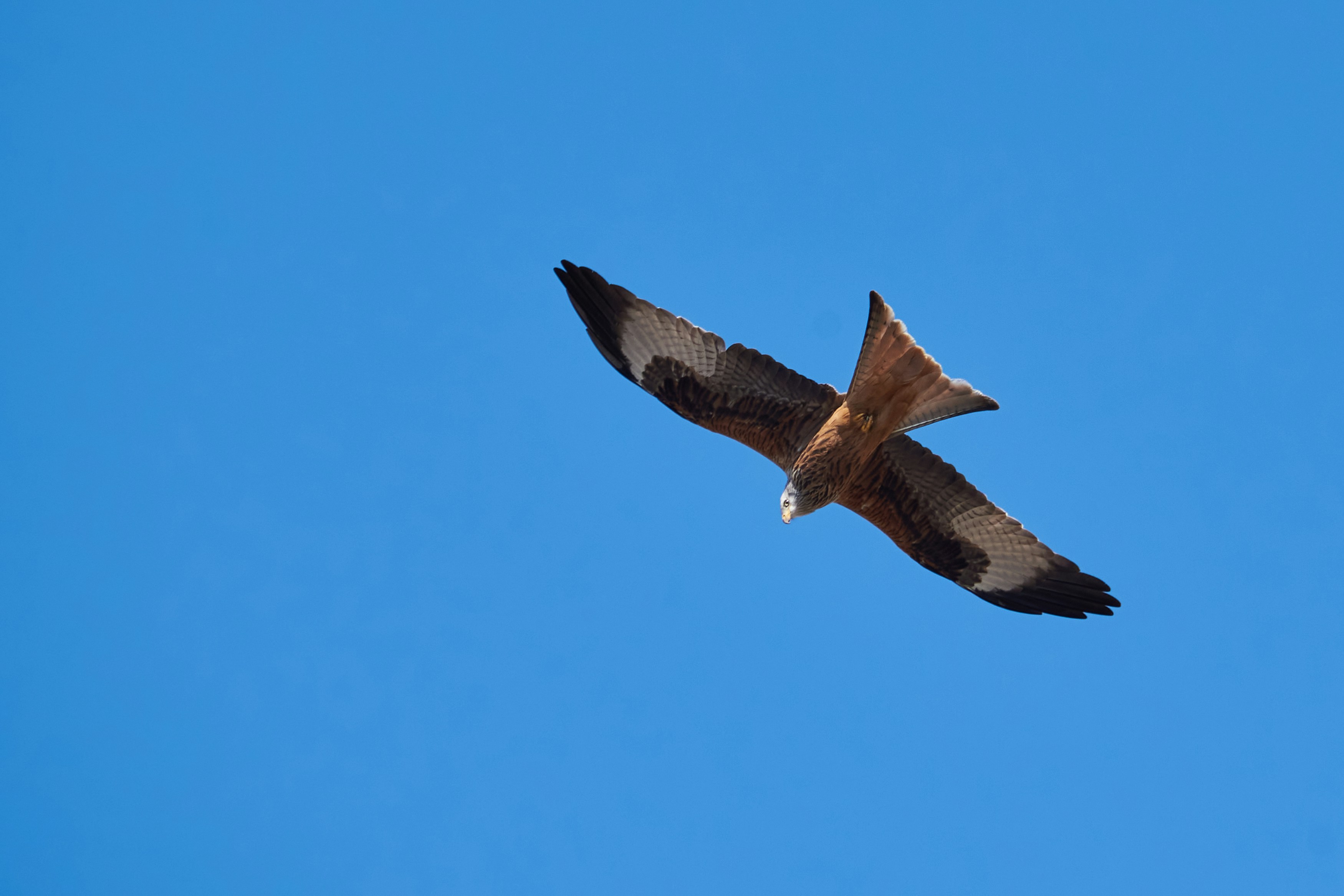 Photo by designbytholen