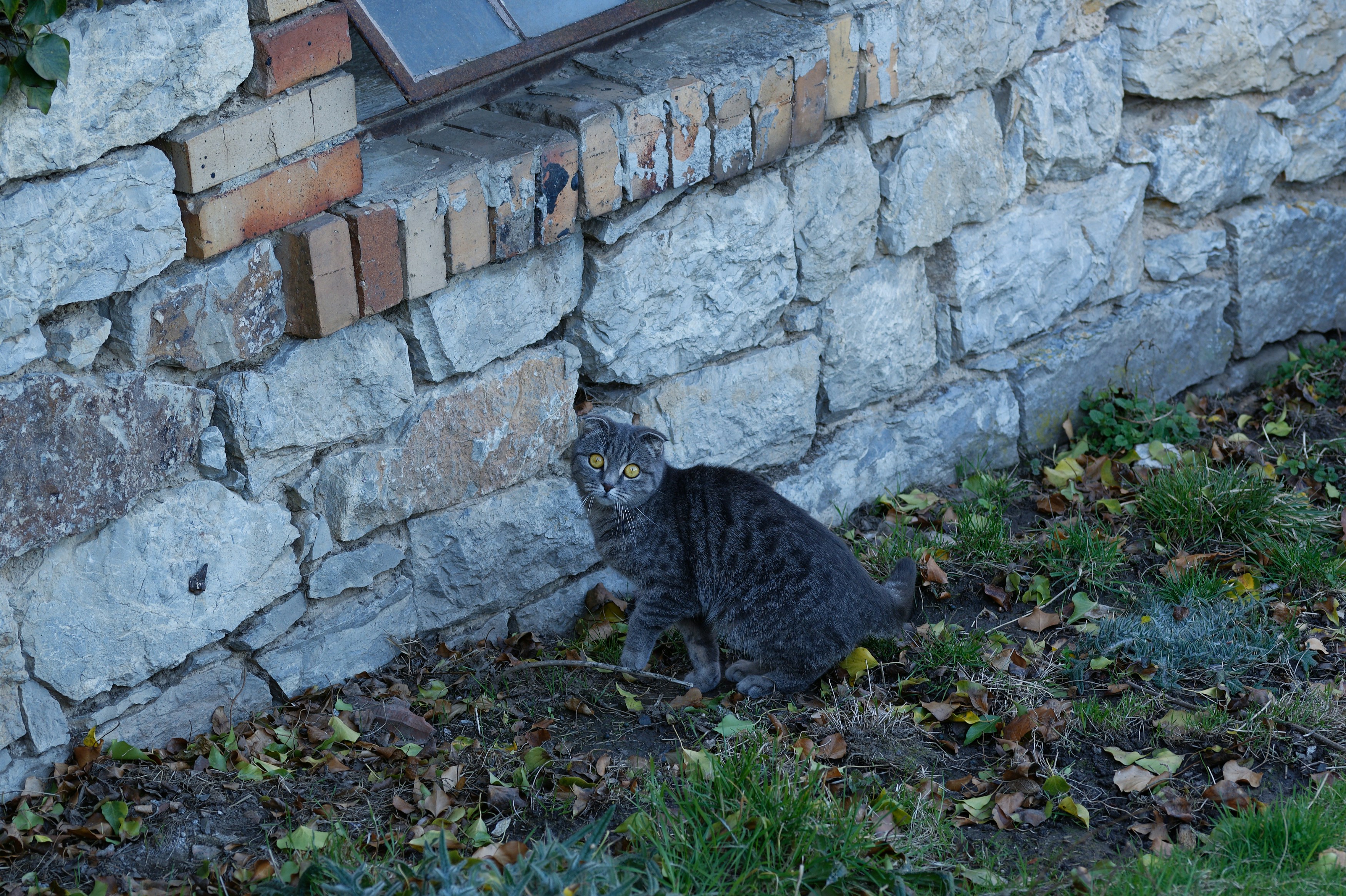 6 Cat Wall Bridges Solutions for High-Traffic Cat Areas
