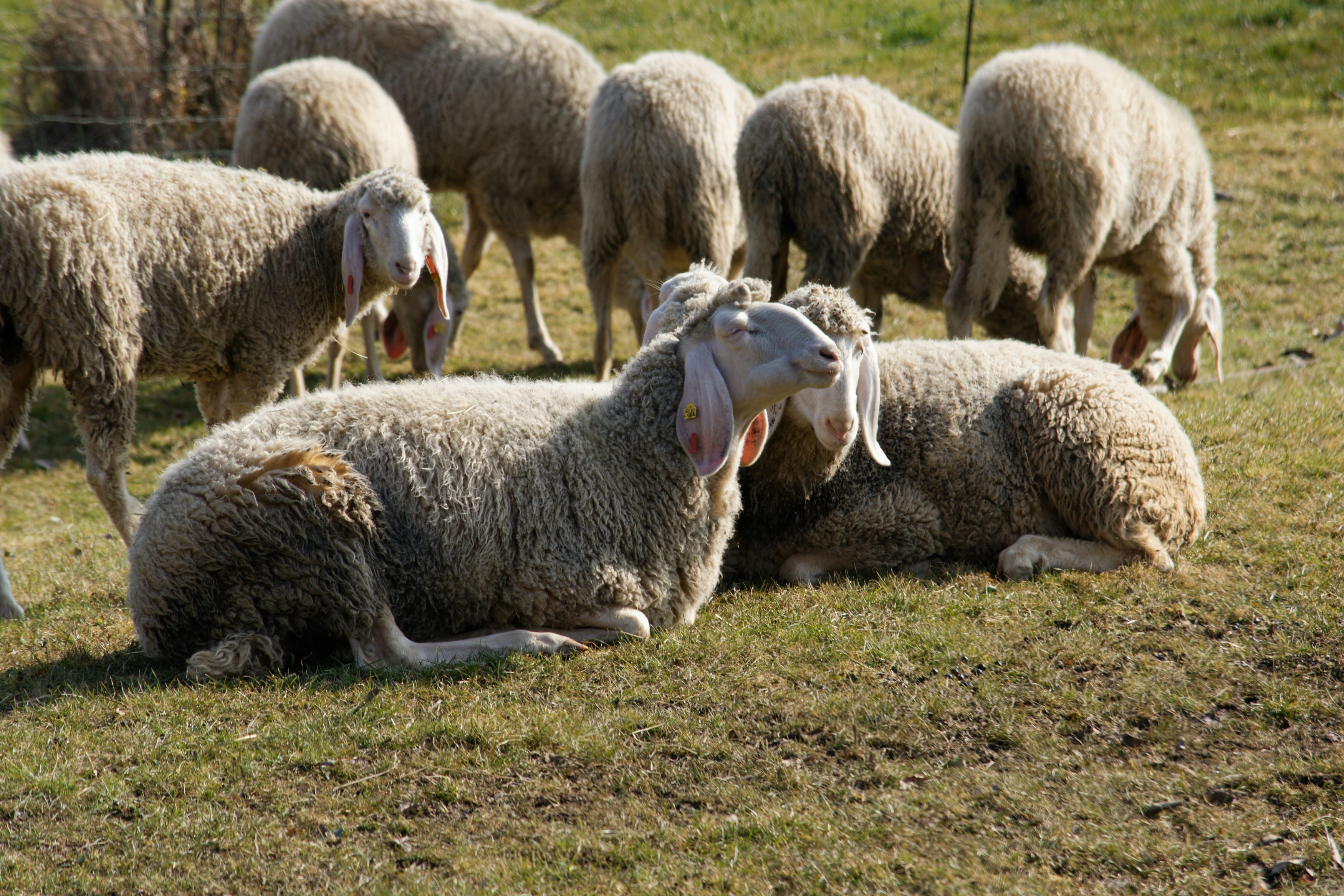 a group of sheep lay in a field