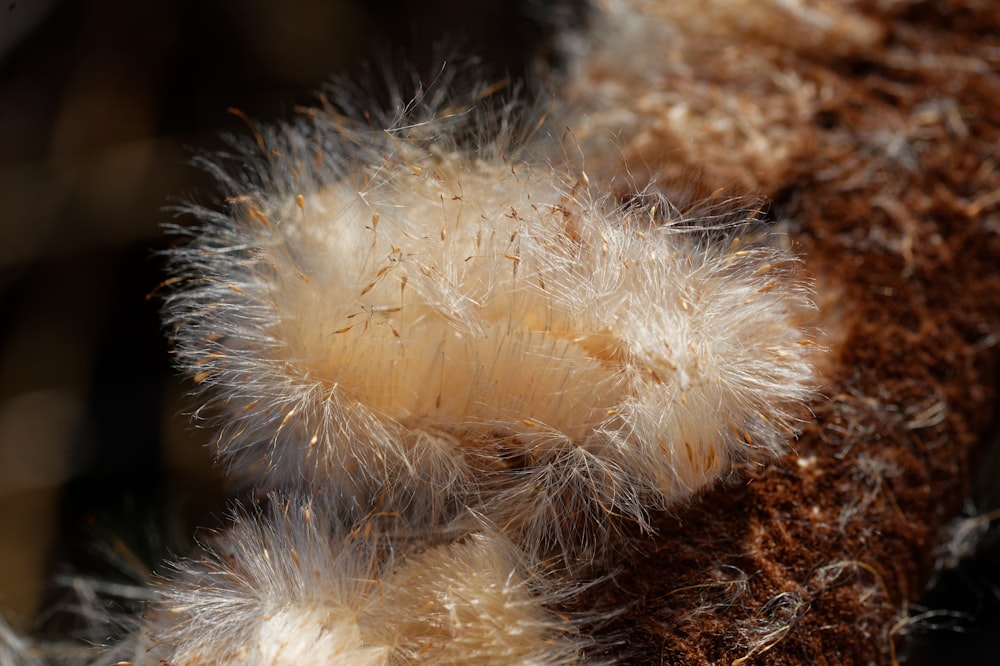 a close up of a fuzzy plant