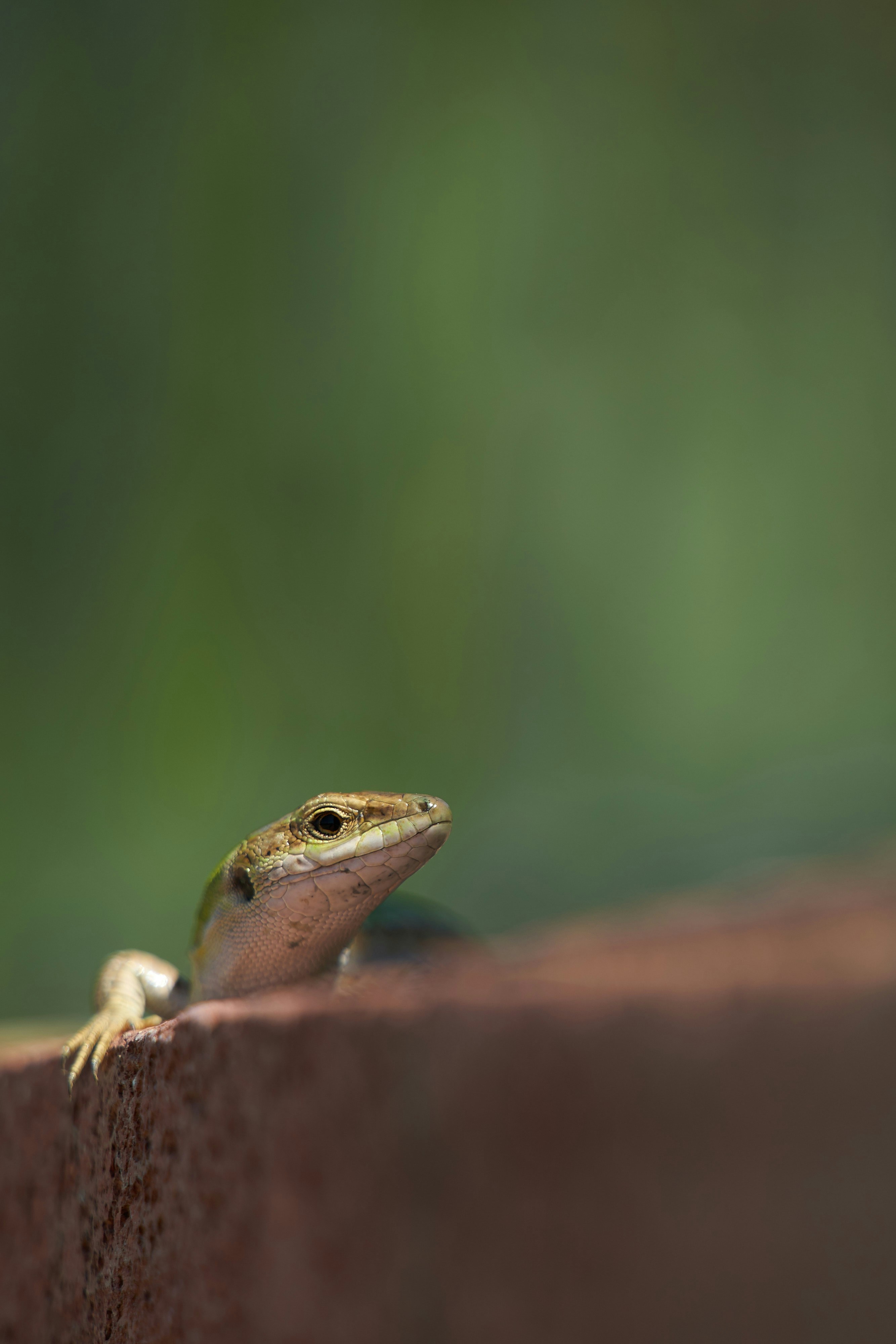 Photo by wolfgang_hasselmann