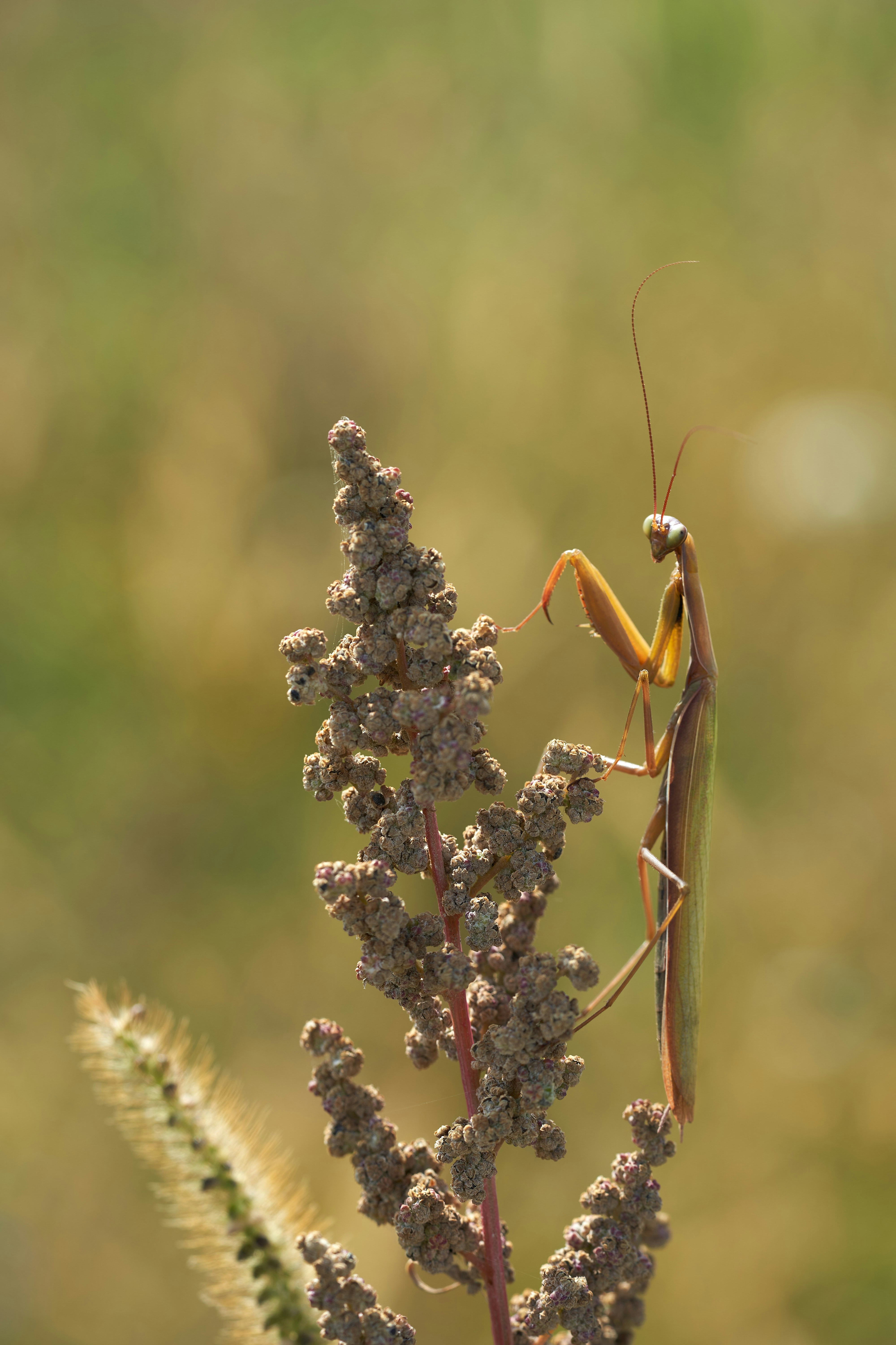 Photo by wolfgang_hasselmann