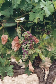 a bunch of grapes on a vine