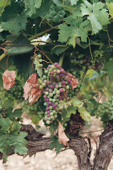 a bunch of grapes on a vine