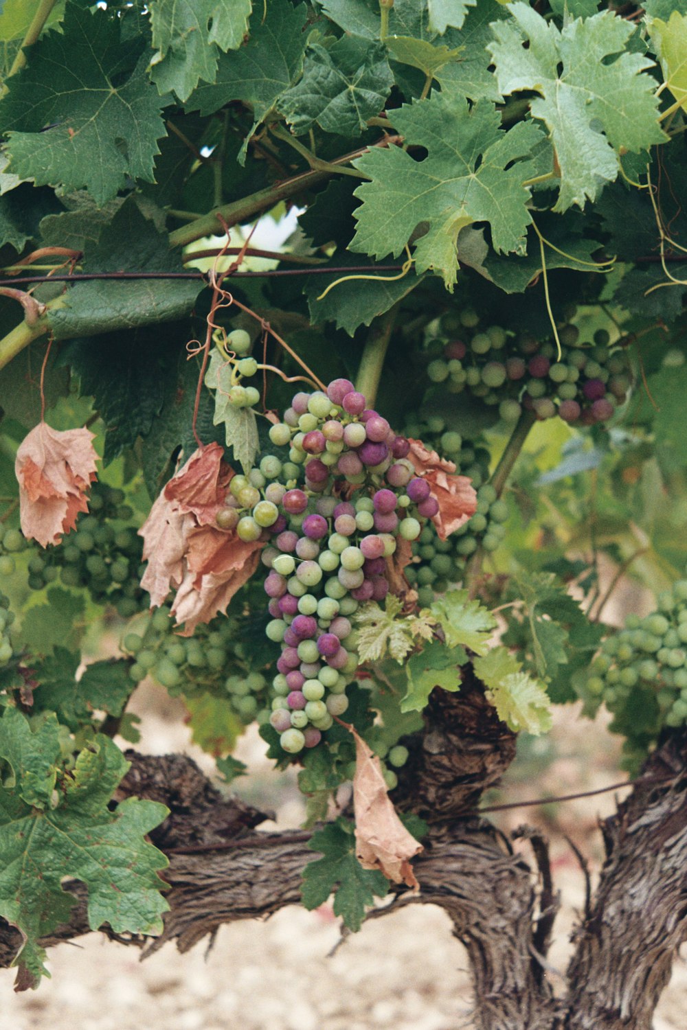 a bunch of grapes on a vine