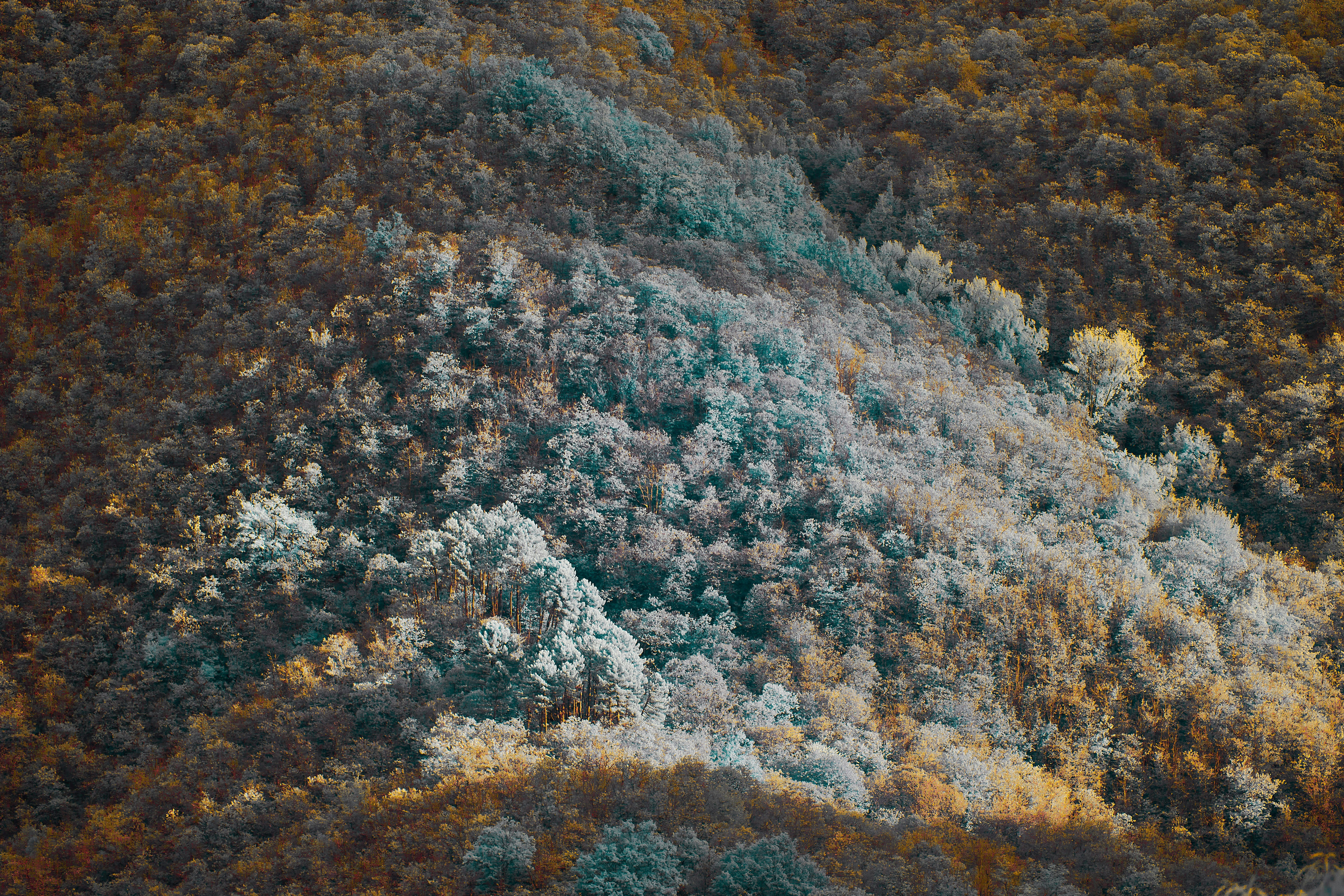 Photo by wolfgang_hasselmann