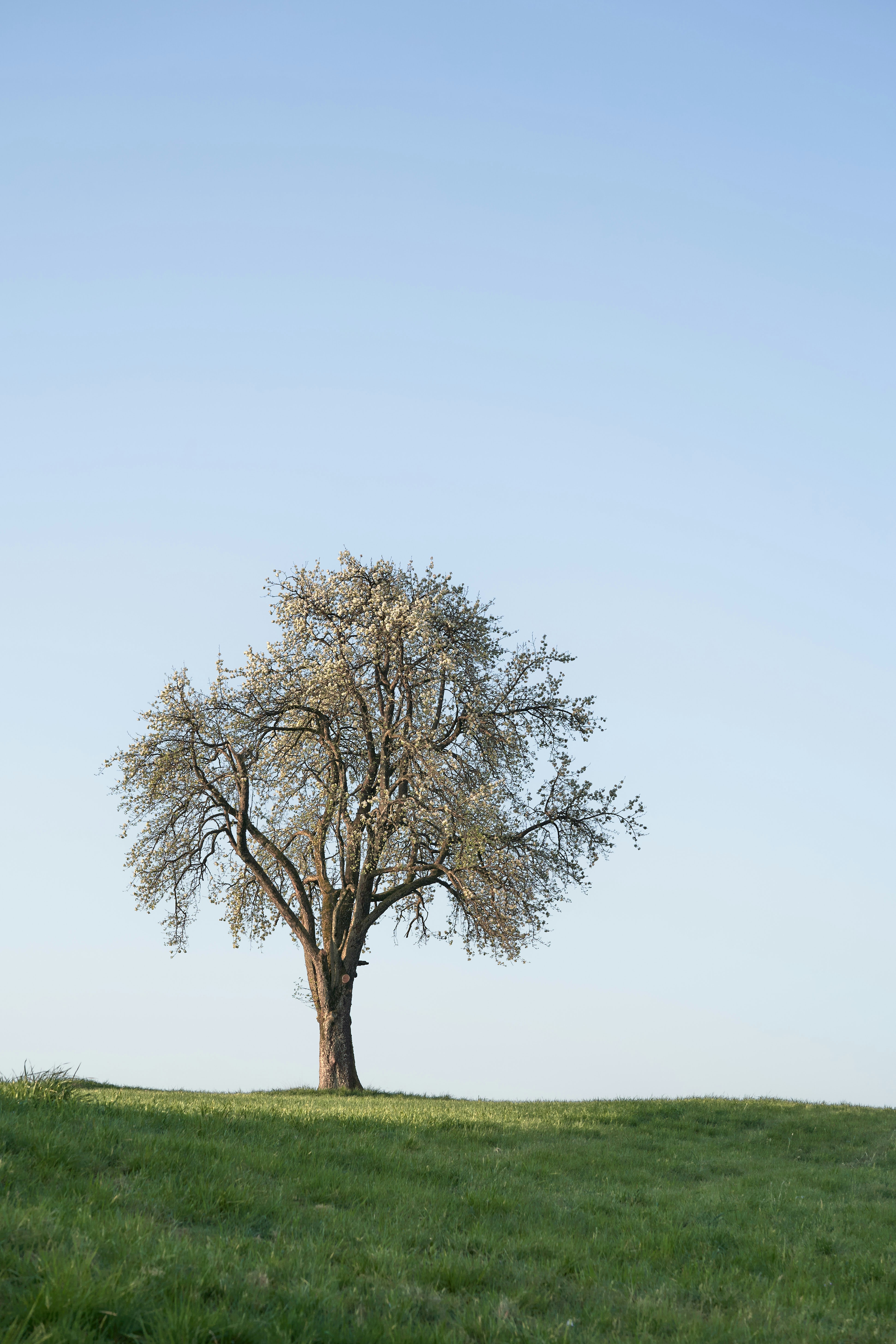 Photo by wolfgang_hasselmann