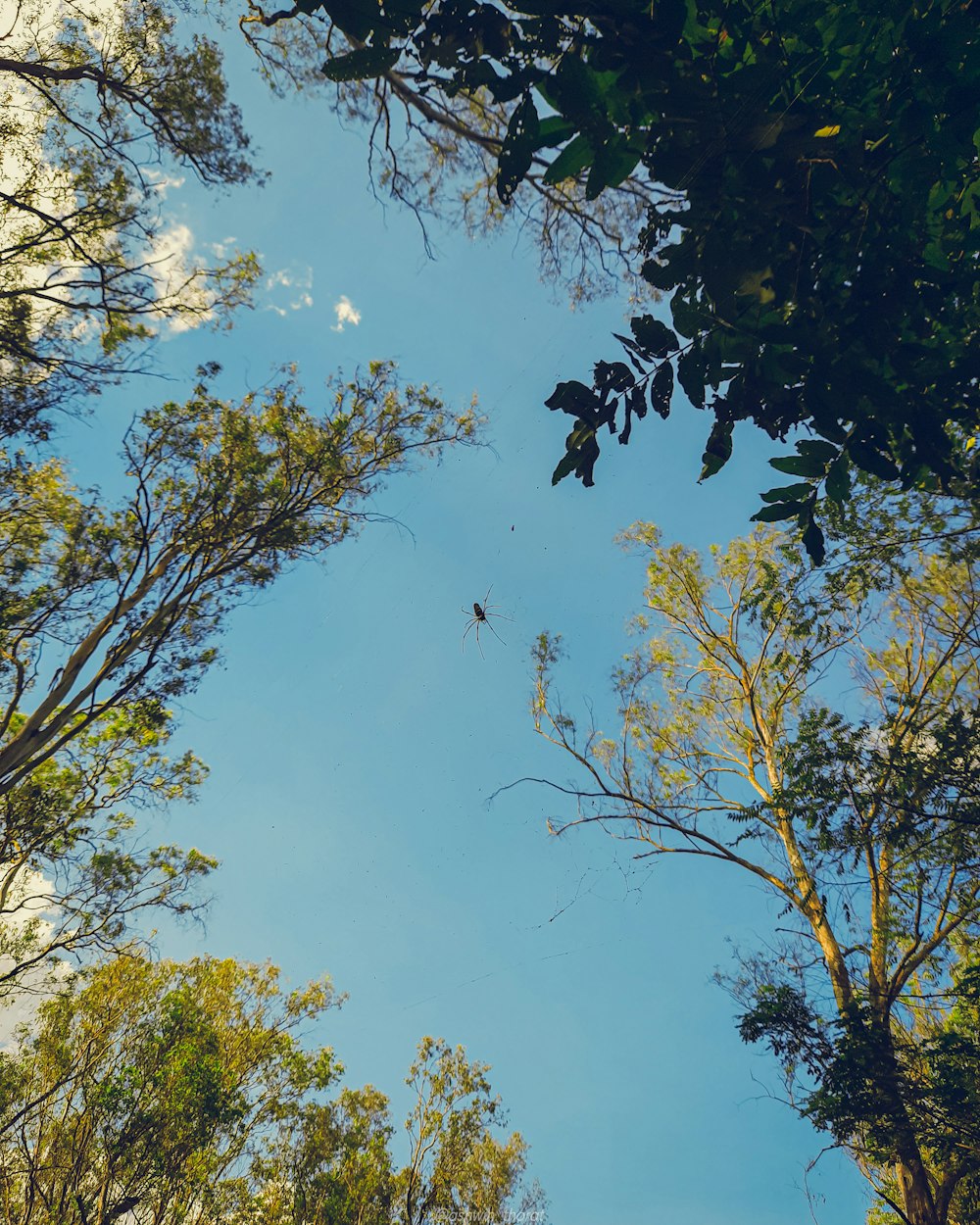 a group of trees