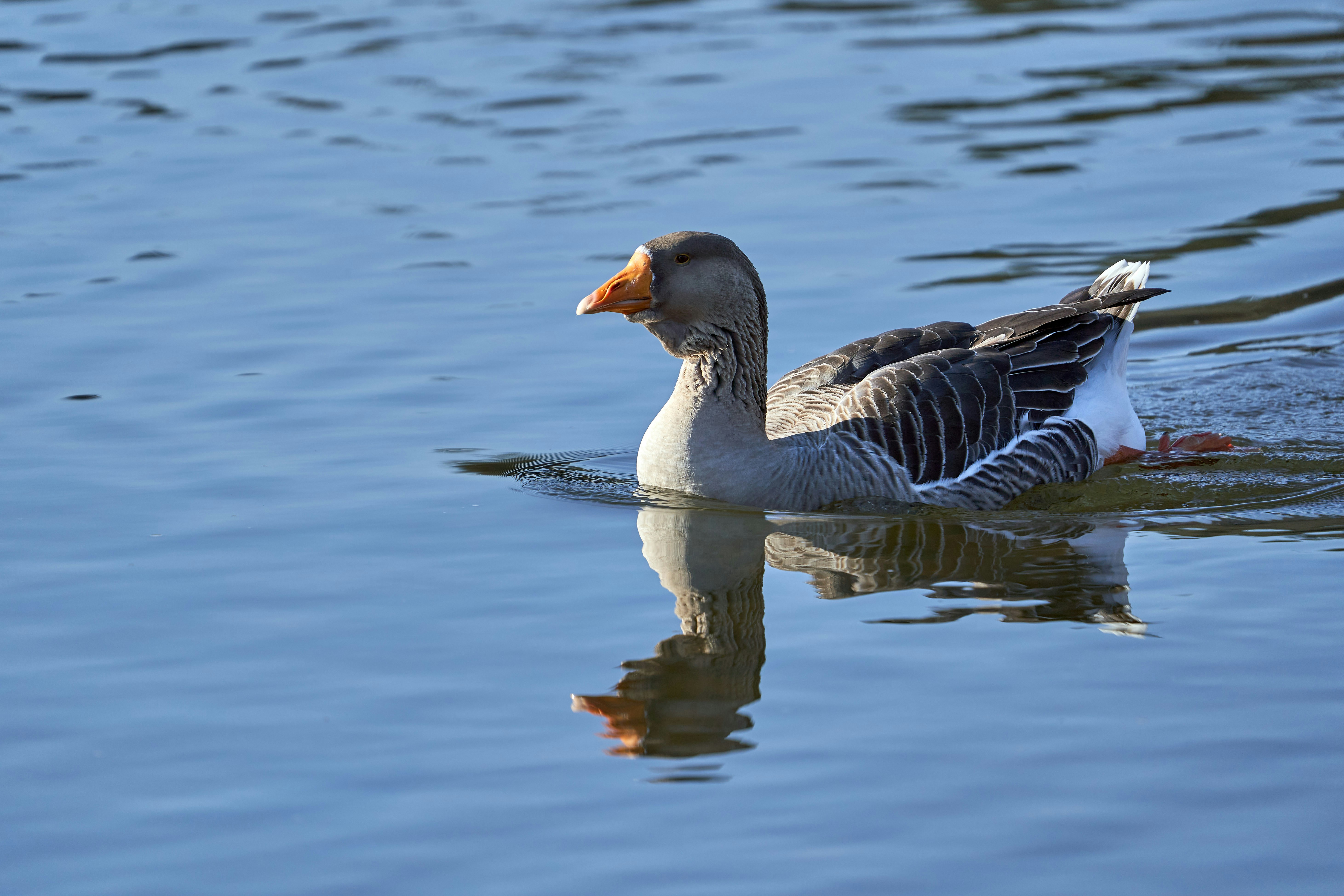 Photo by wolfgang_hasselmann