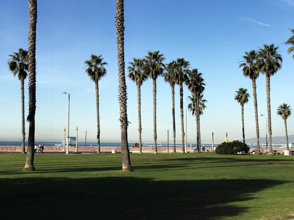 a group of palm trees