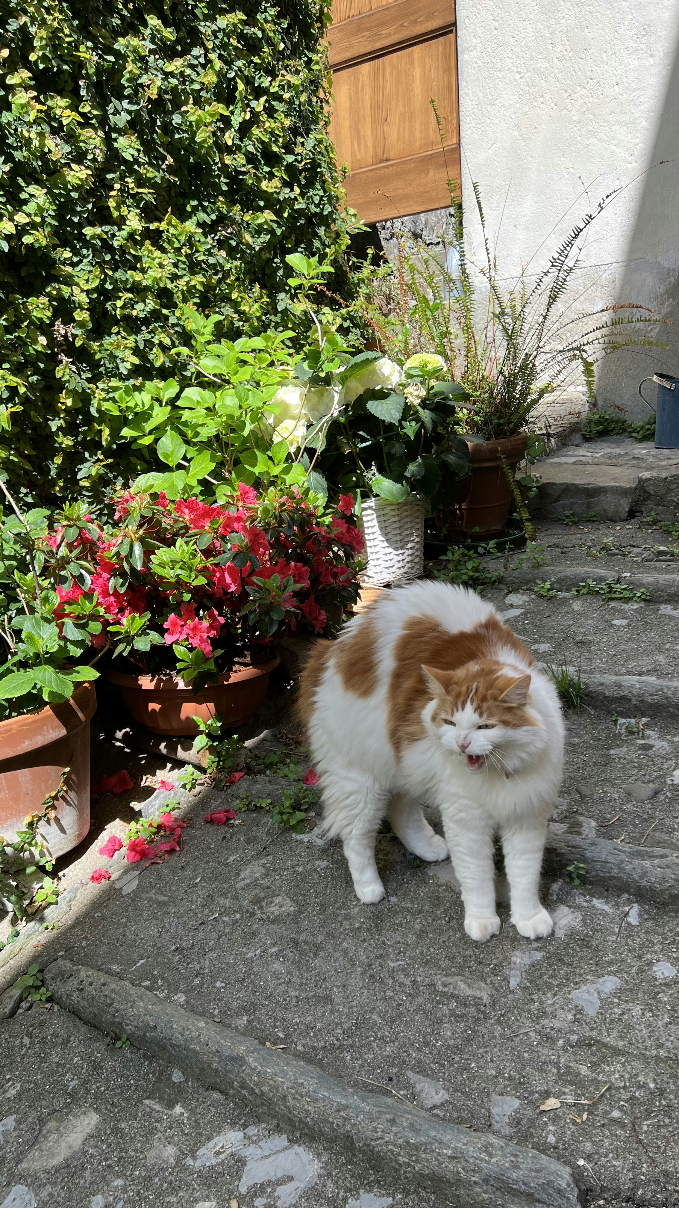 Photo by chrismckflurry