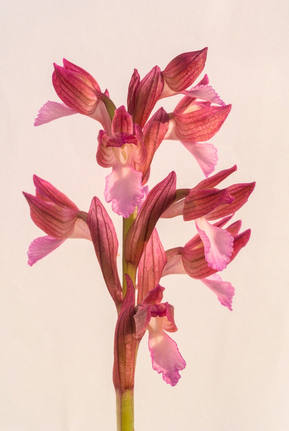 a close up of a flower