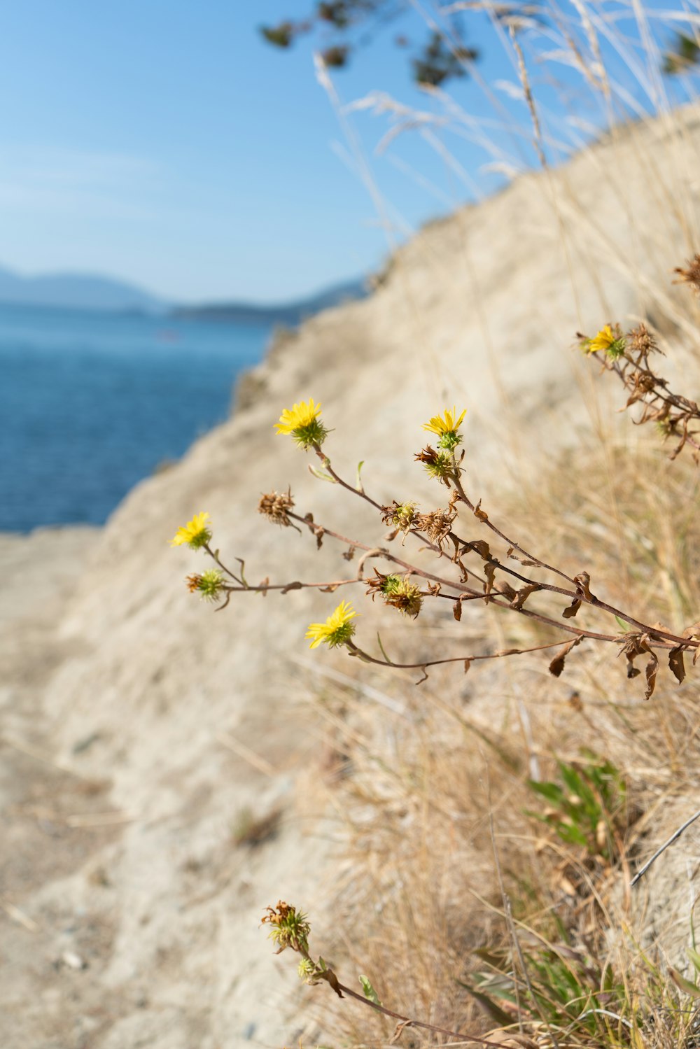 a plant with yellow flowers