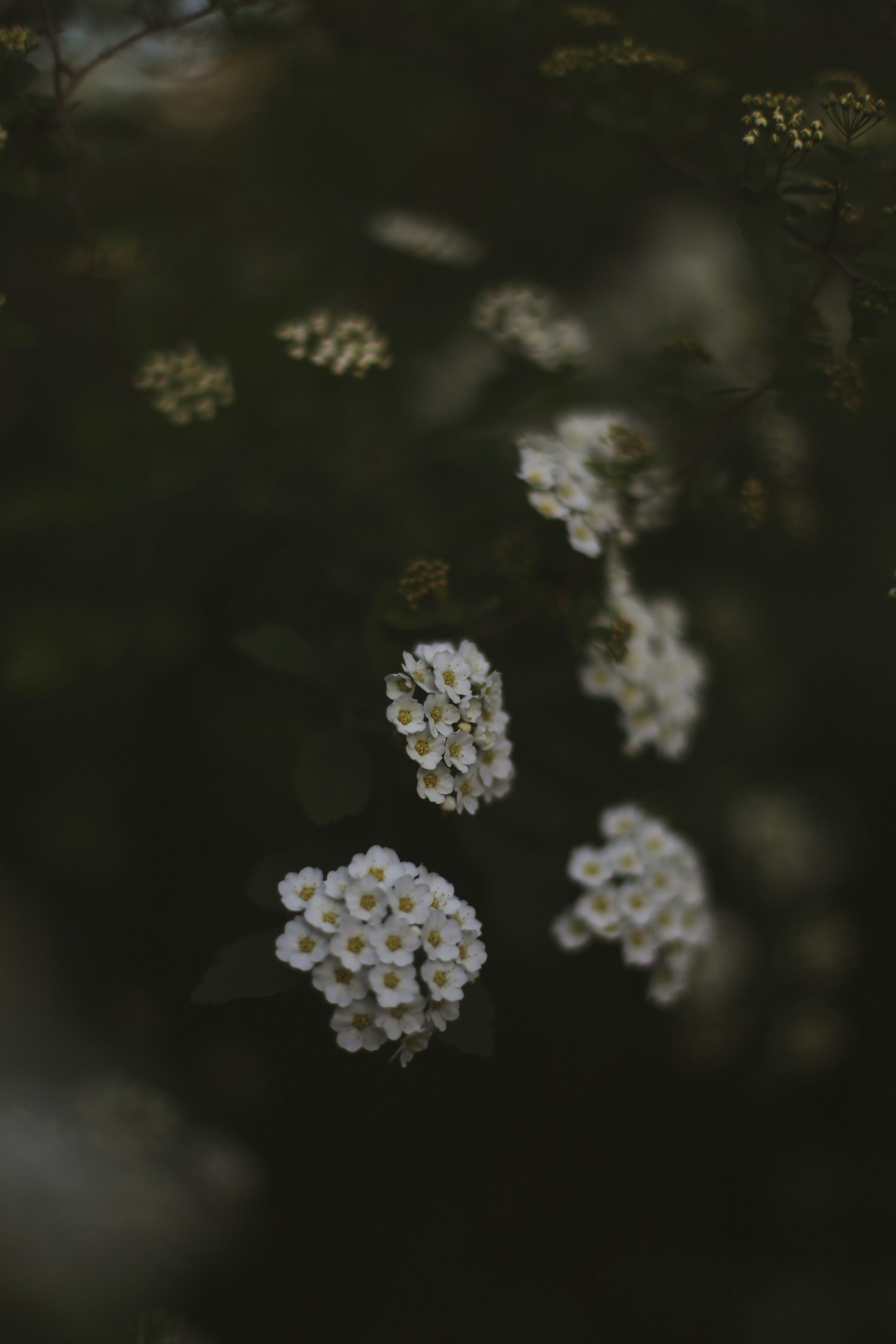 Photo by jessicalfadel