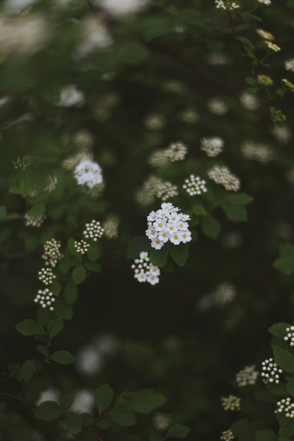 a group of white flowers