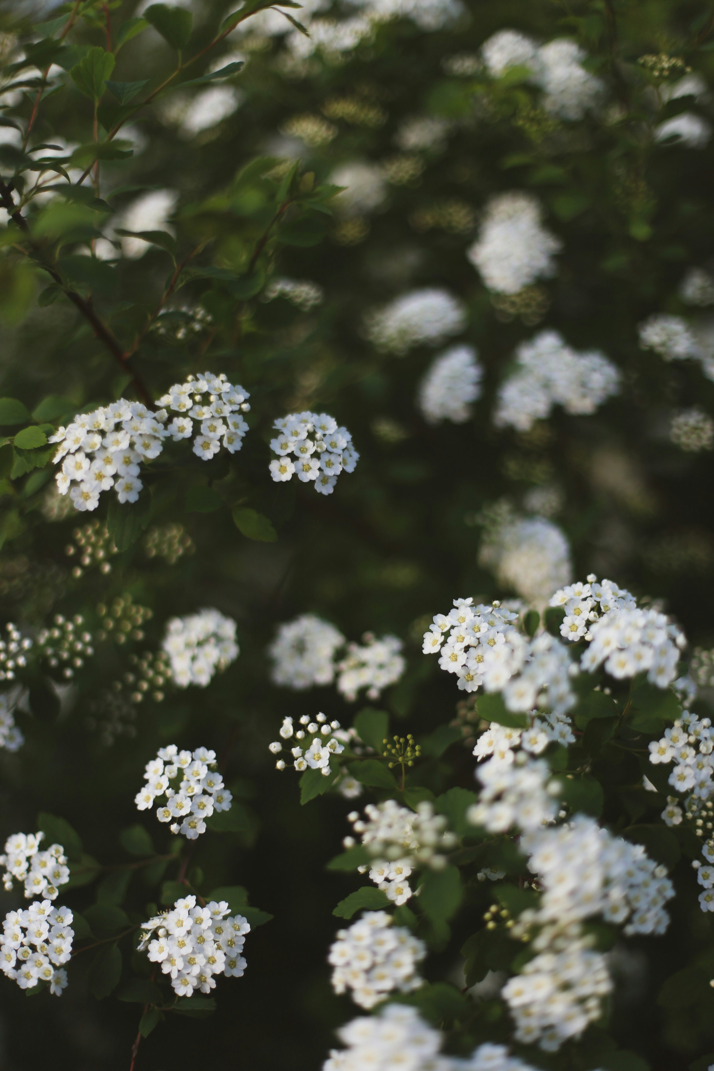 Photo by jessicalfadel