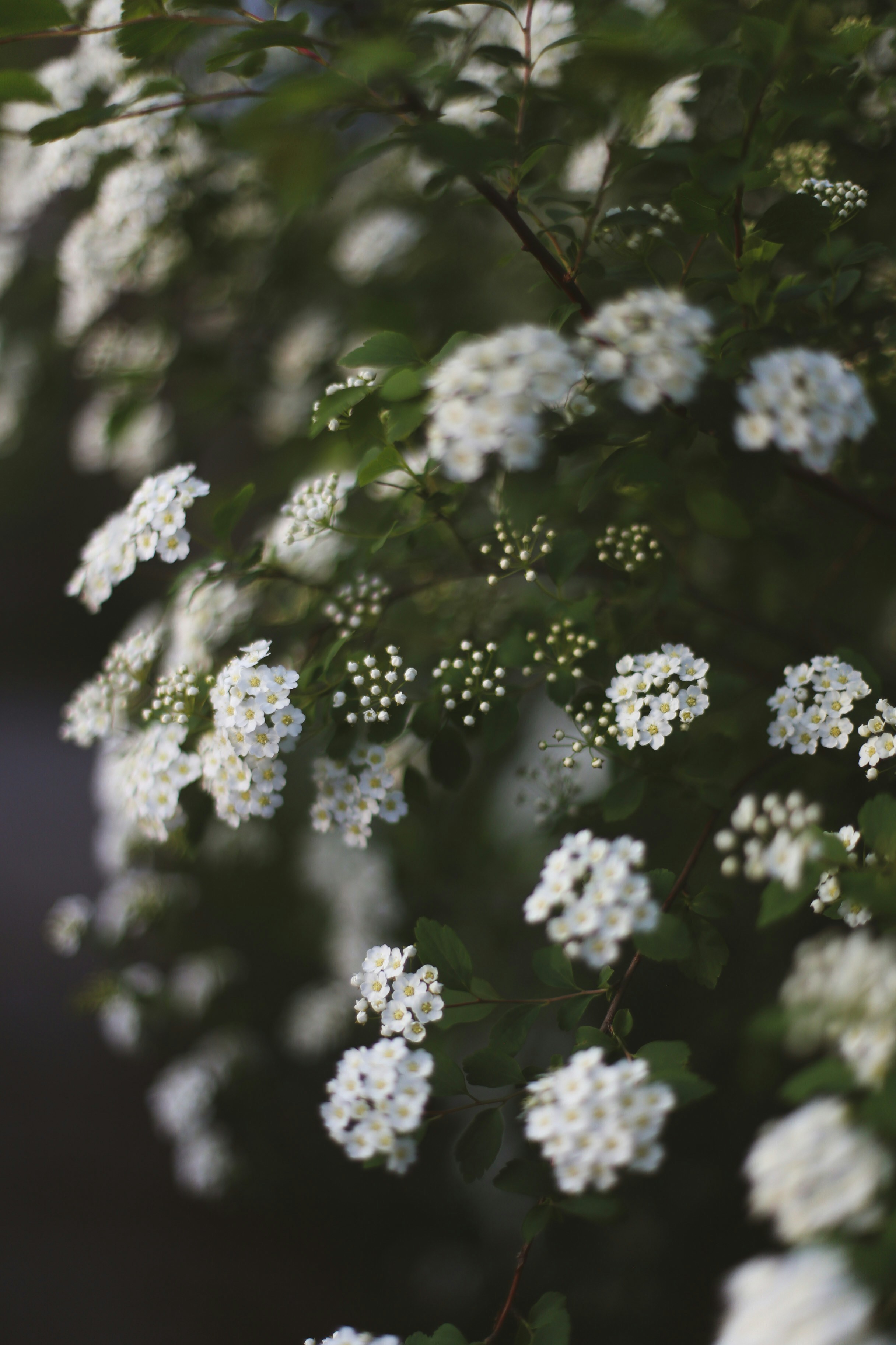 Photo by jessicalfadel