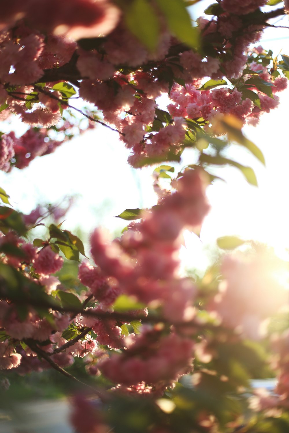 a tree with pink flowers