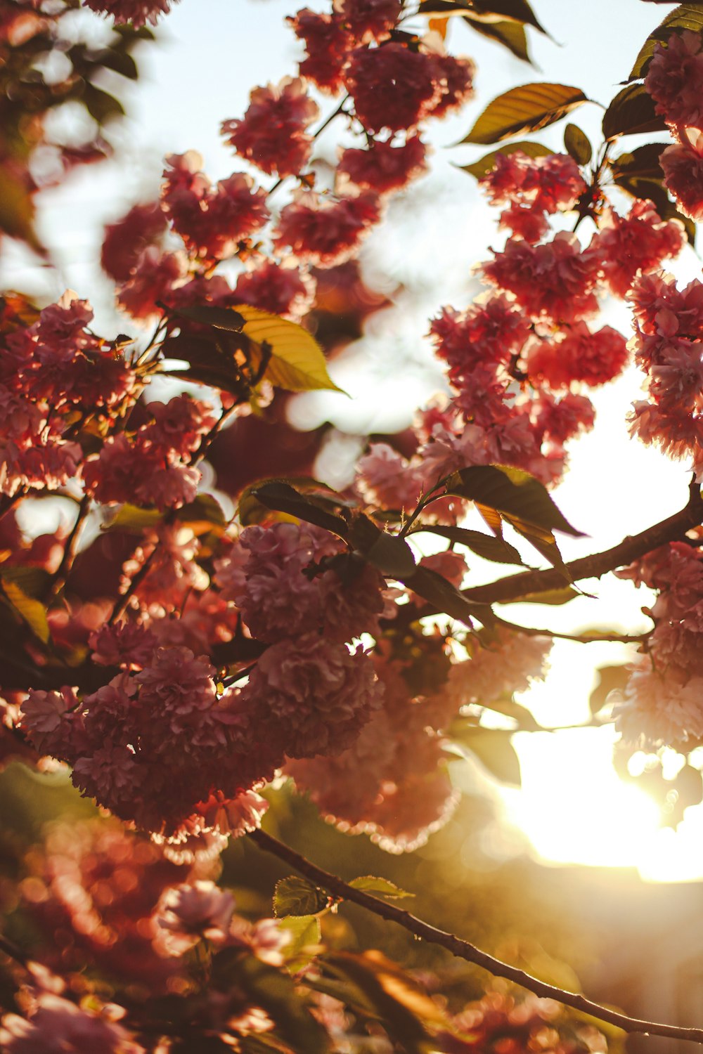 a tree with pink flowers