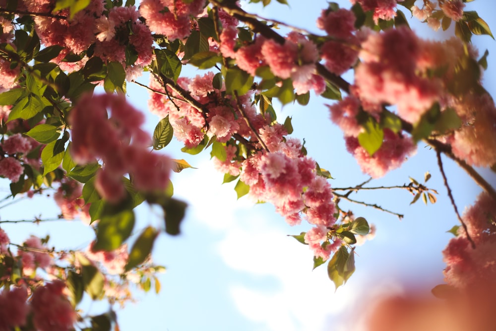 pink flowers on a tree