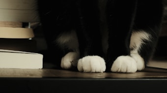 The image features the close-up view of a cat's paws, with white fur on the paws and black fur on the legs. Nearby, some books are stacked on a wooden surface, adding a cozy and domestic atmosphere.