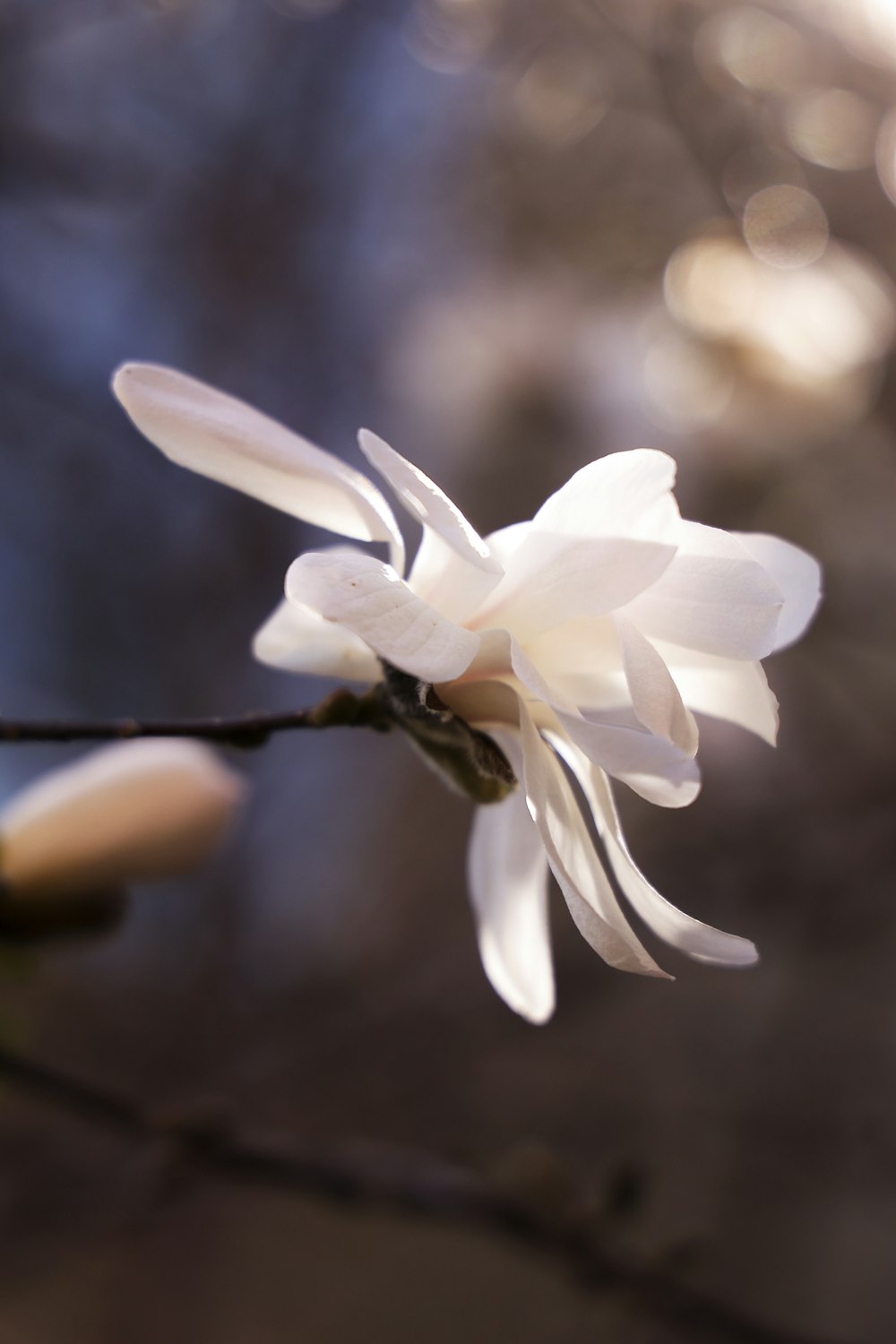 a close up of a white flower