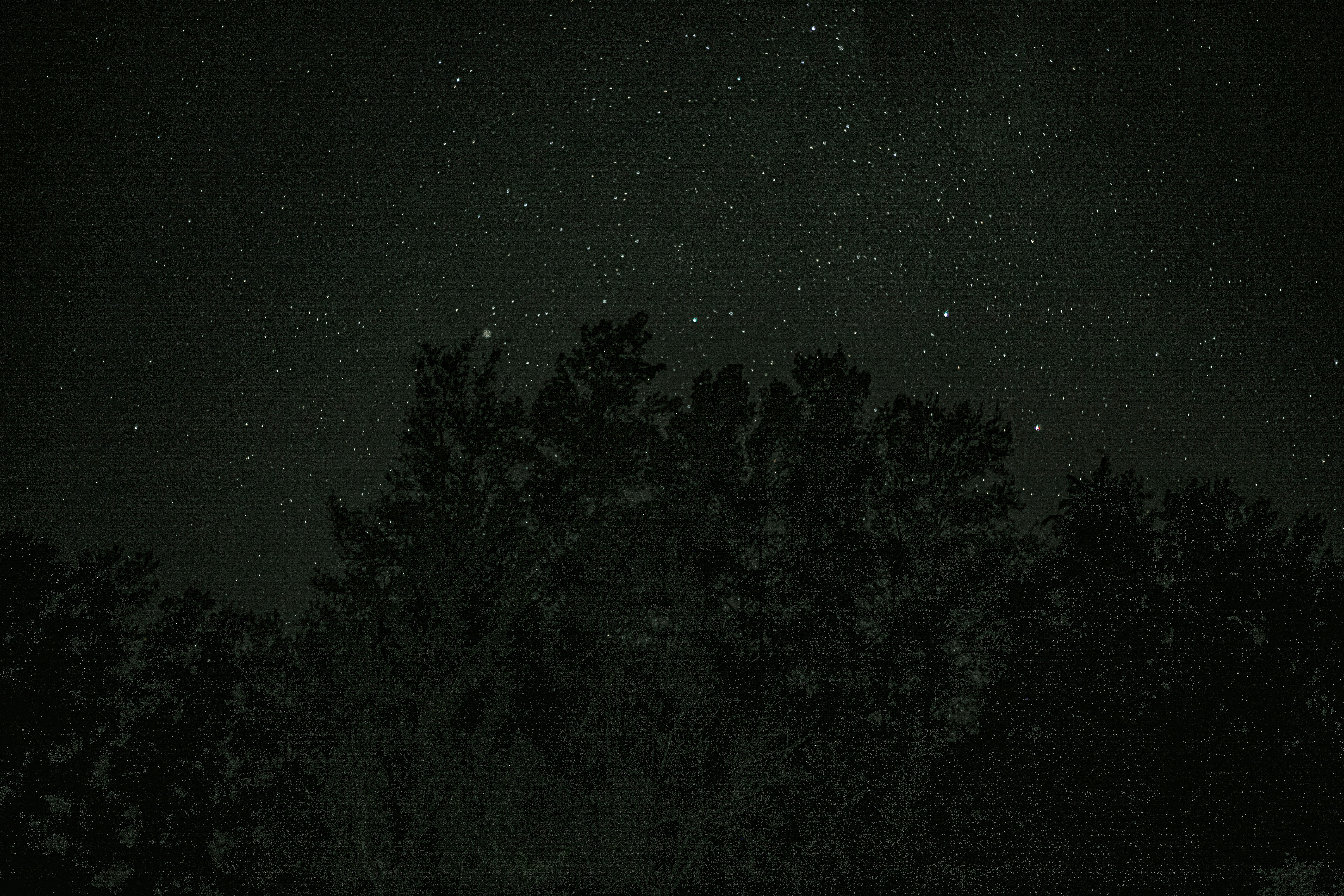a forest at night