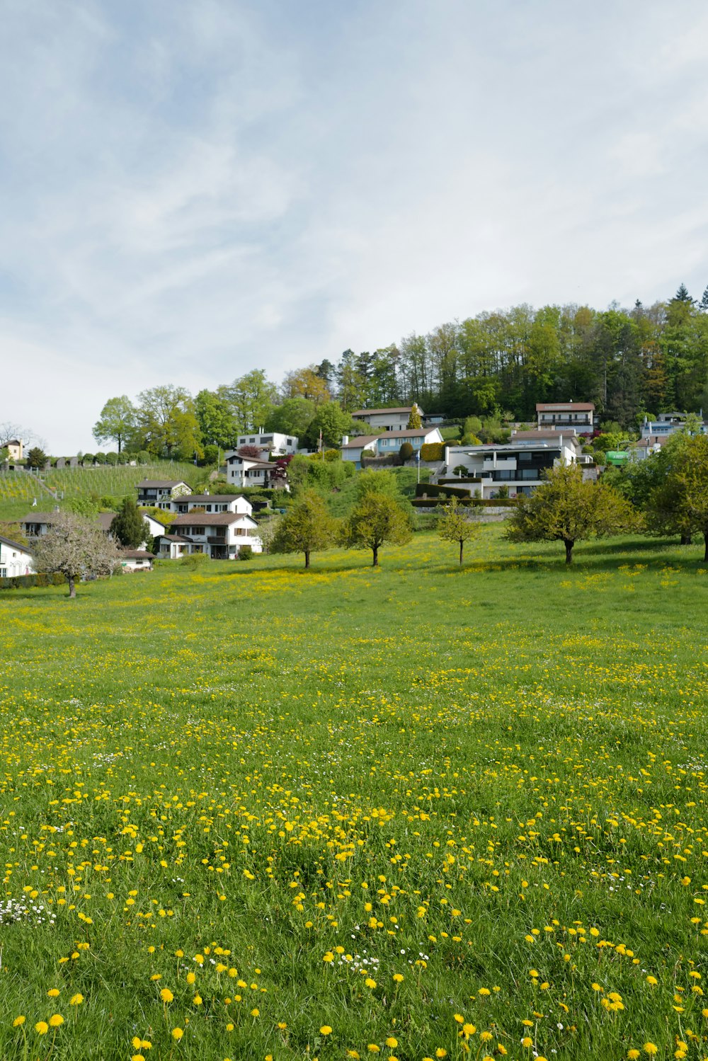 a field of flowers with houses in the background