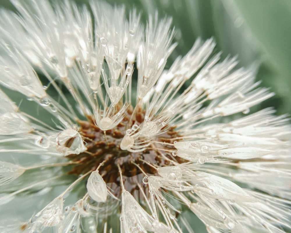 a close up of a dandelion