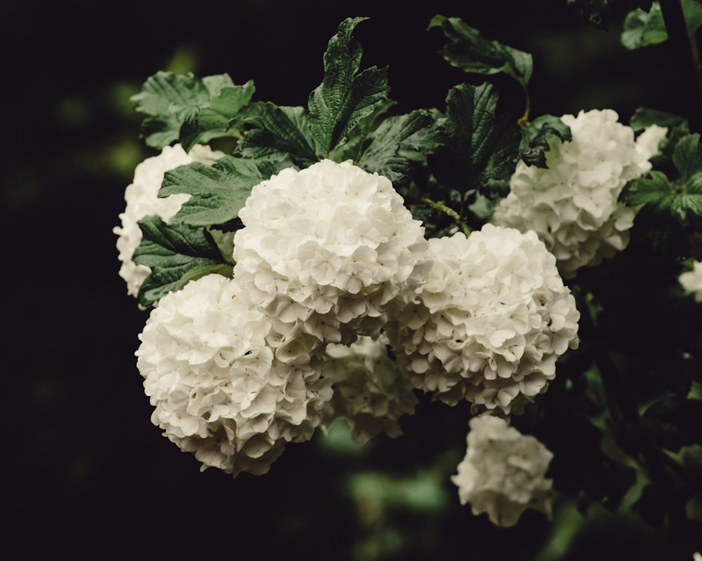 a close up of some plants