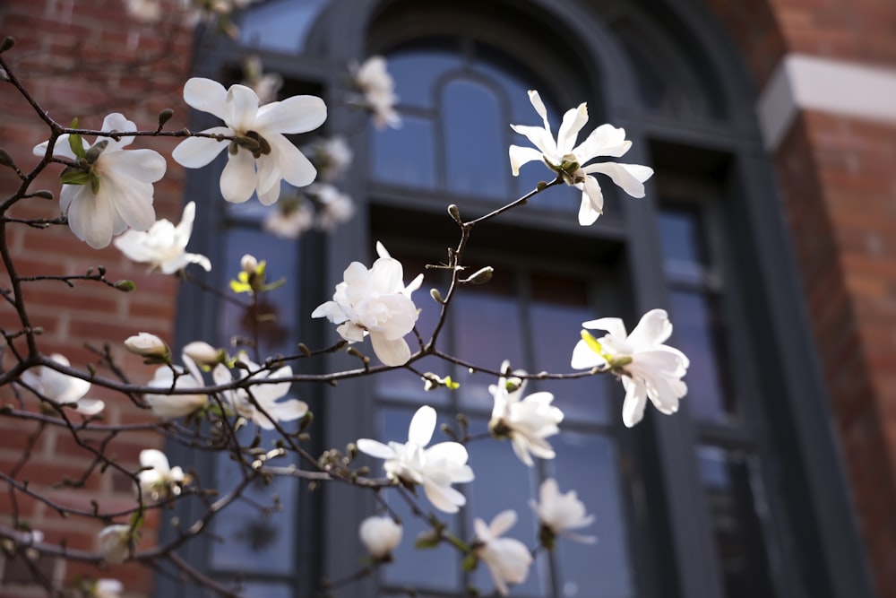 a tree with white flowers