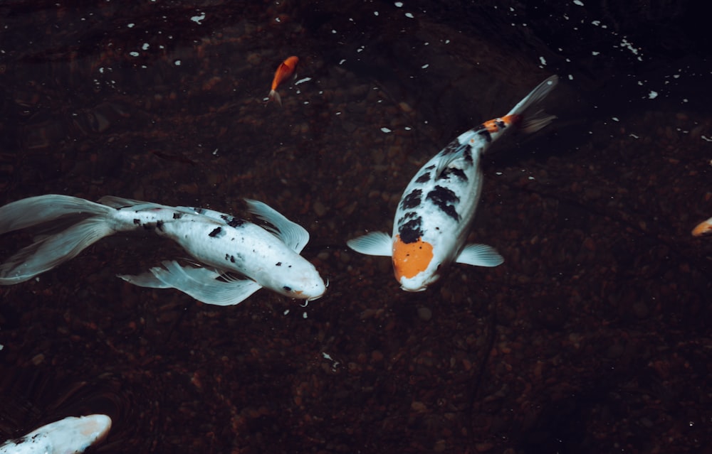 a group of fish swimming in water