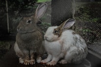a couple of rabbits