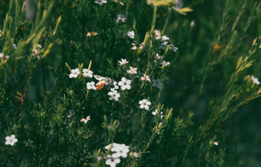 a butterfly on a flower