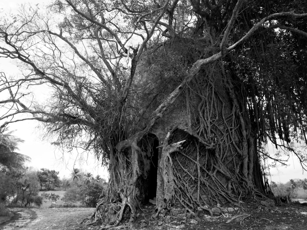 a large tree with many branches