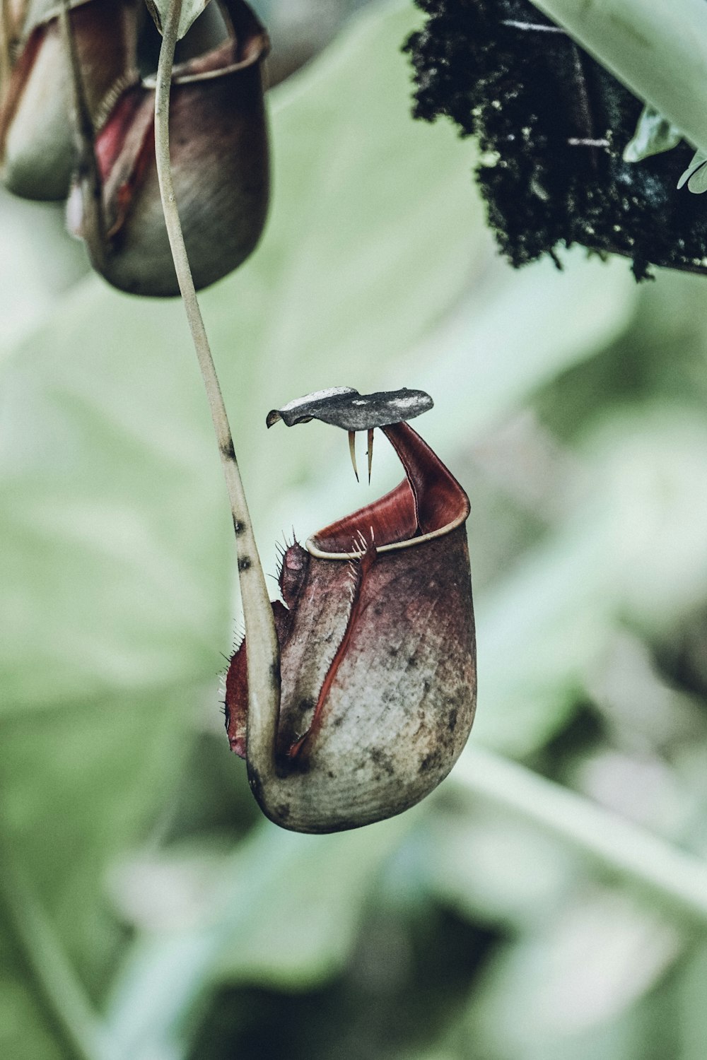 a bug on a plant