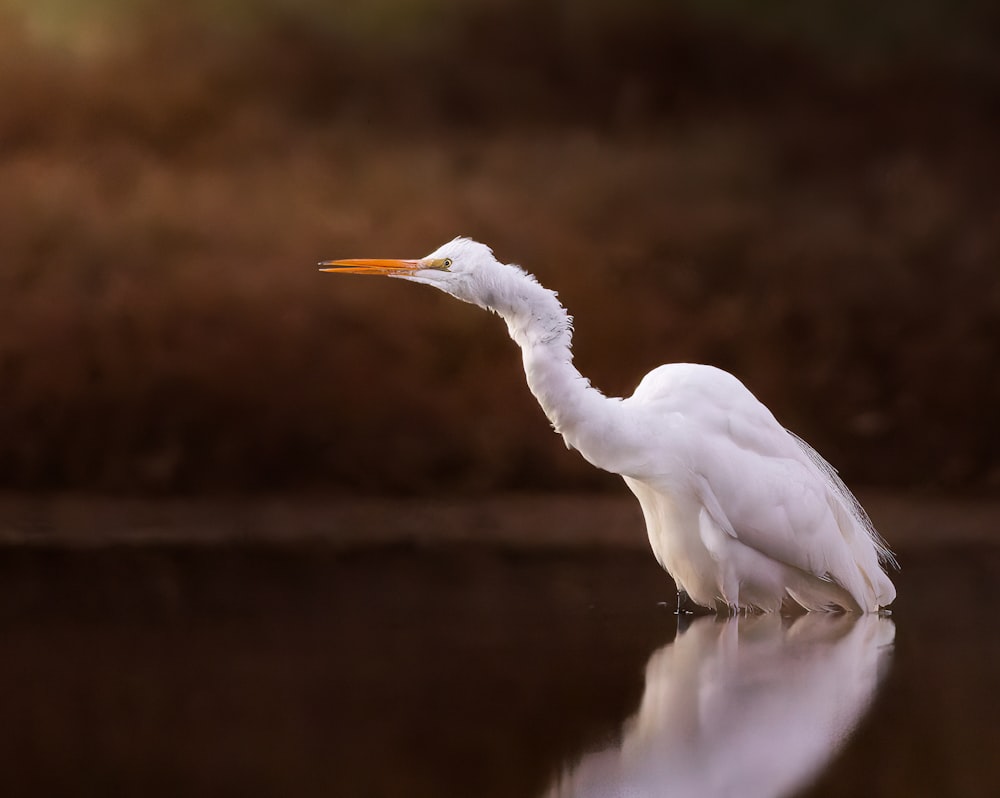 a white bird standing on a log