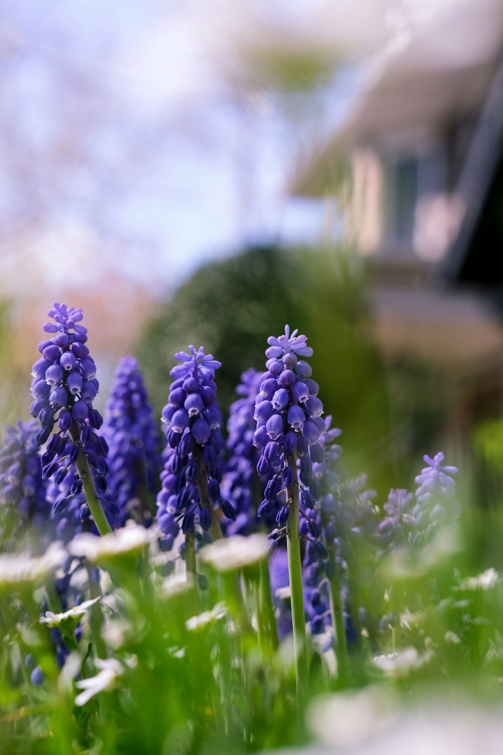 a close up of some flowers