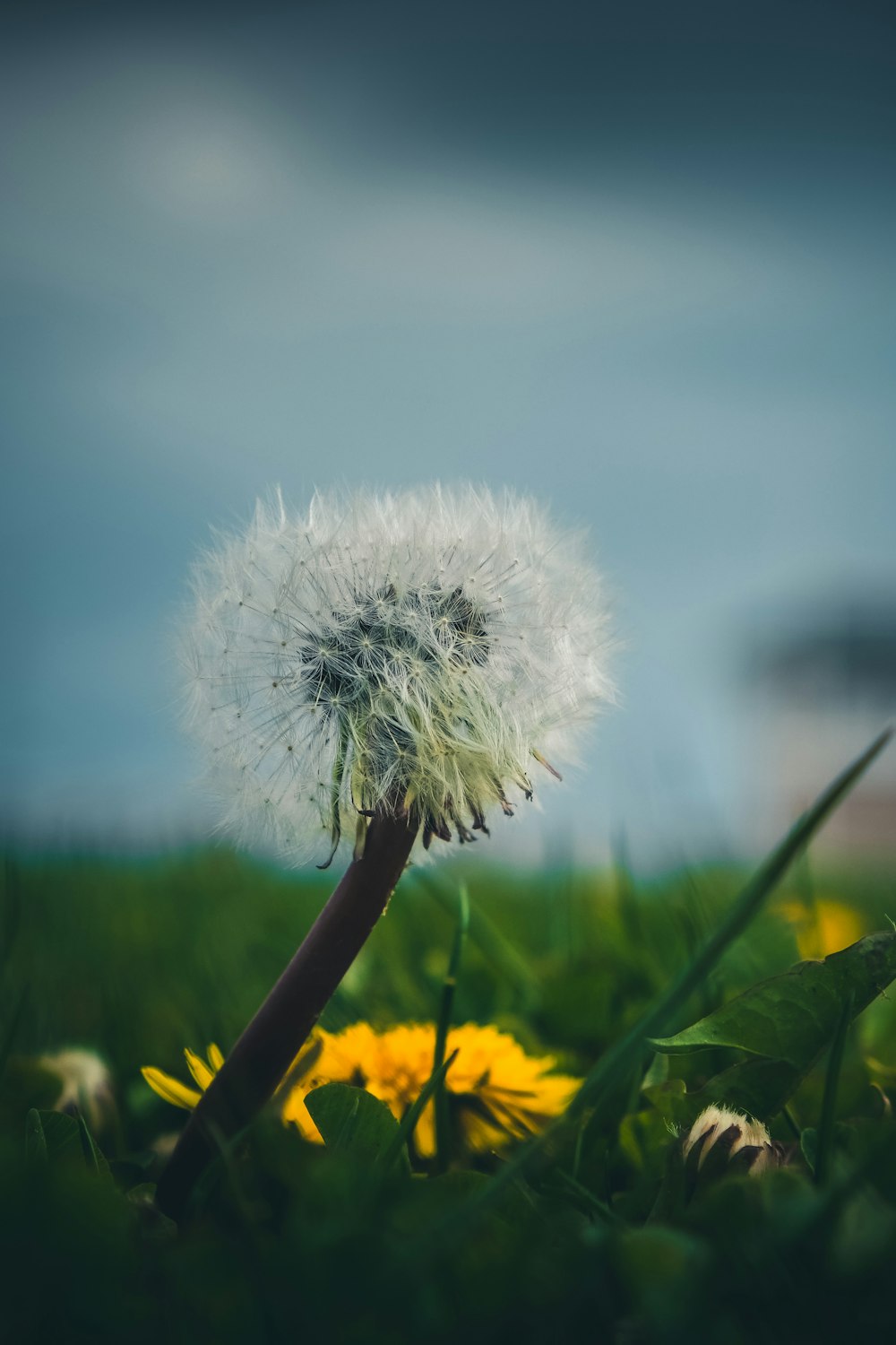 a dandelion flower with yellow flowers