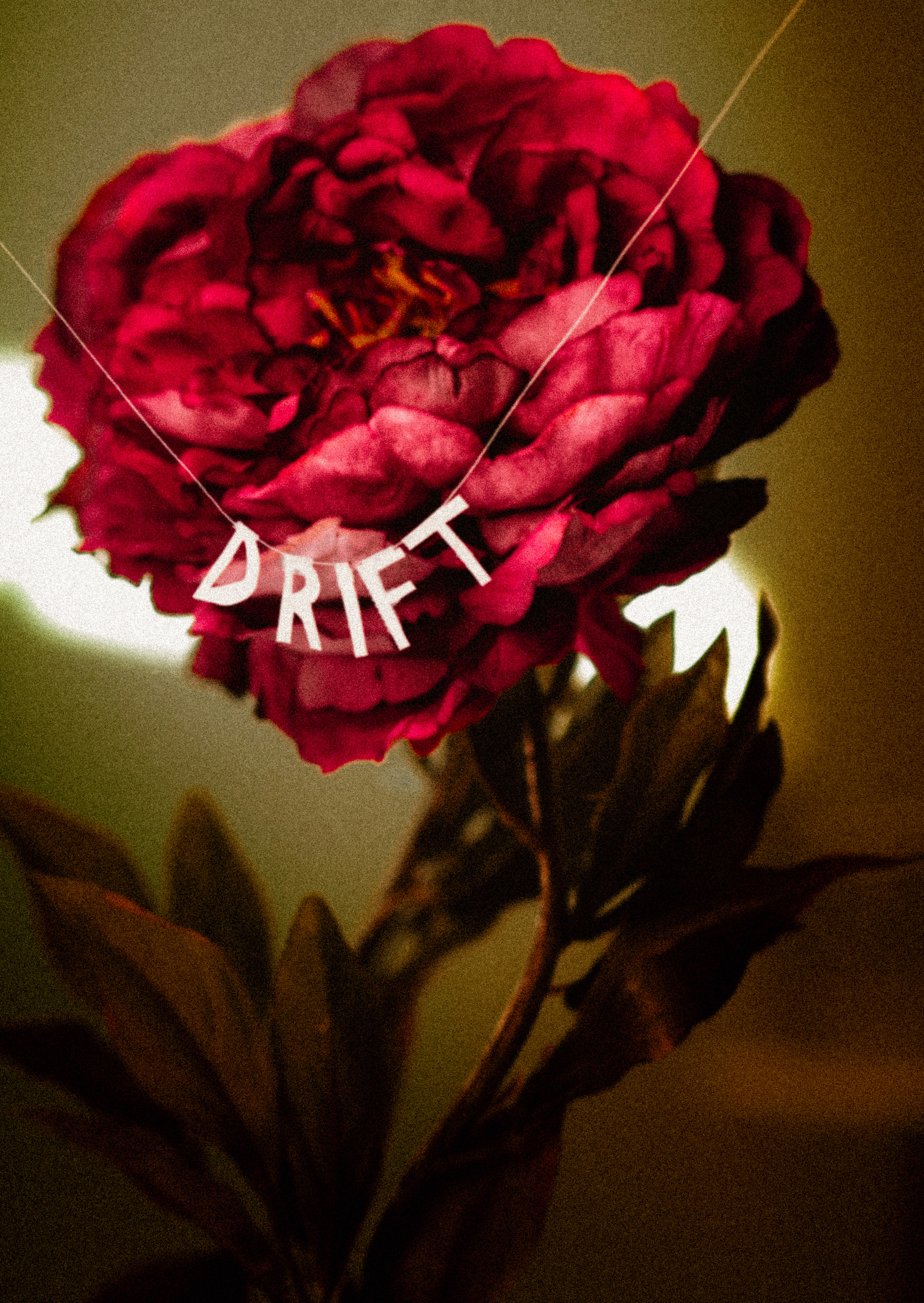 Nahaufnahme einer Blume