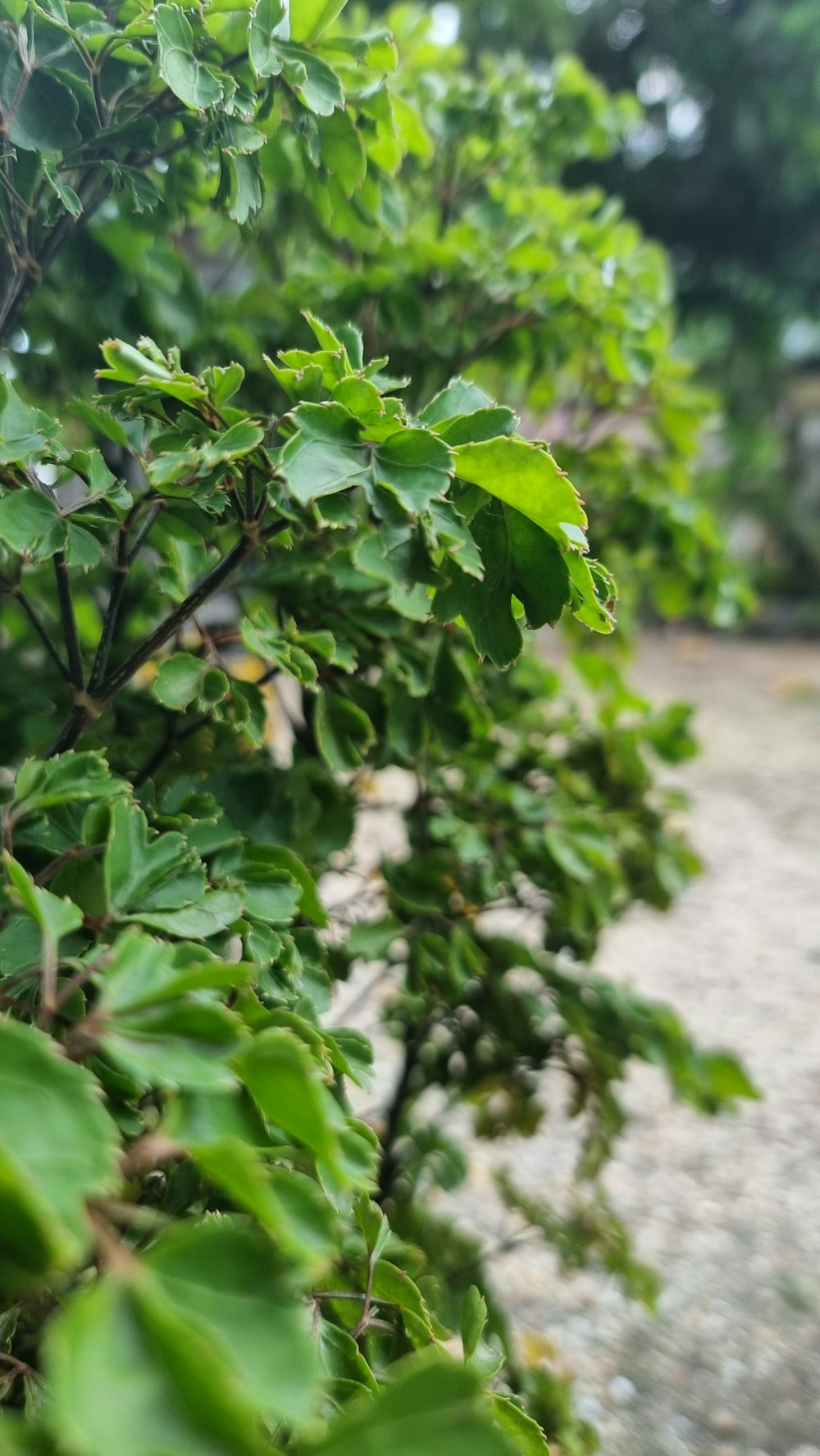 a close-up of some plants