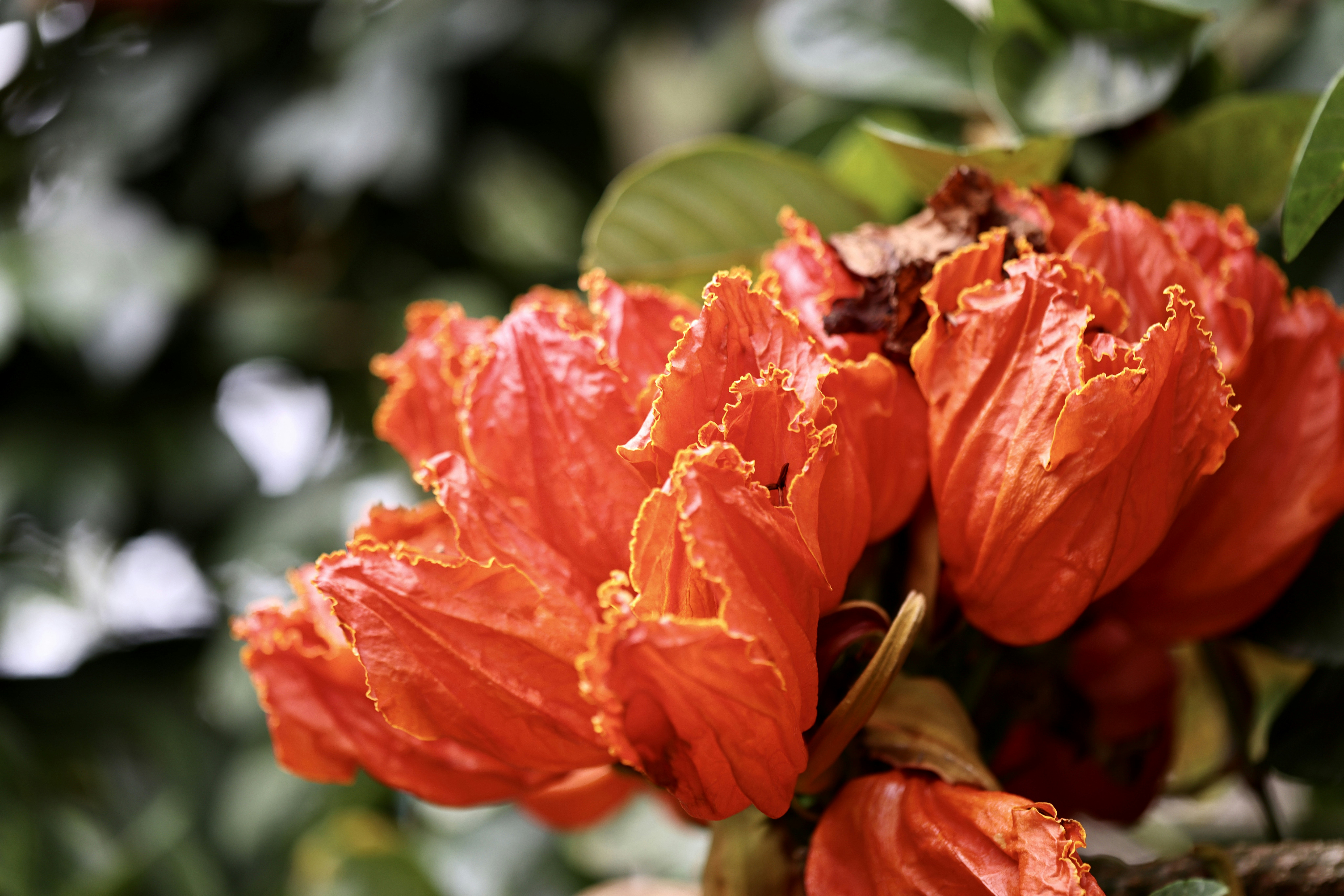 A close up of a flower photo – Free 福田区 Image on Unsplash