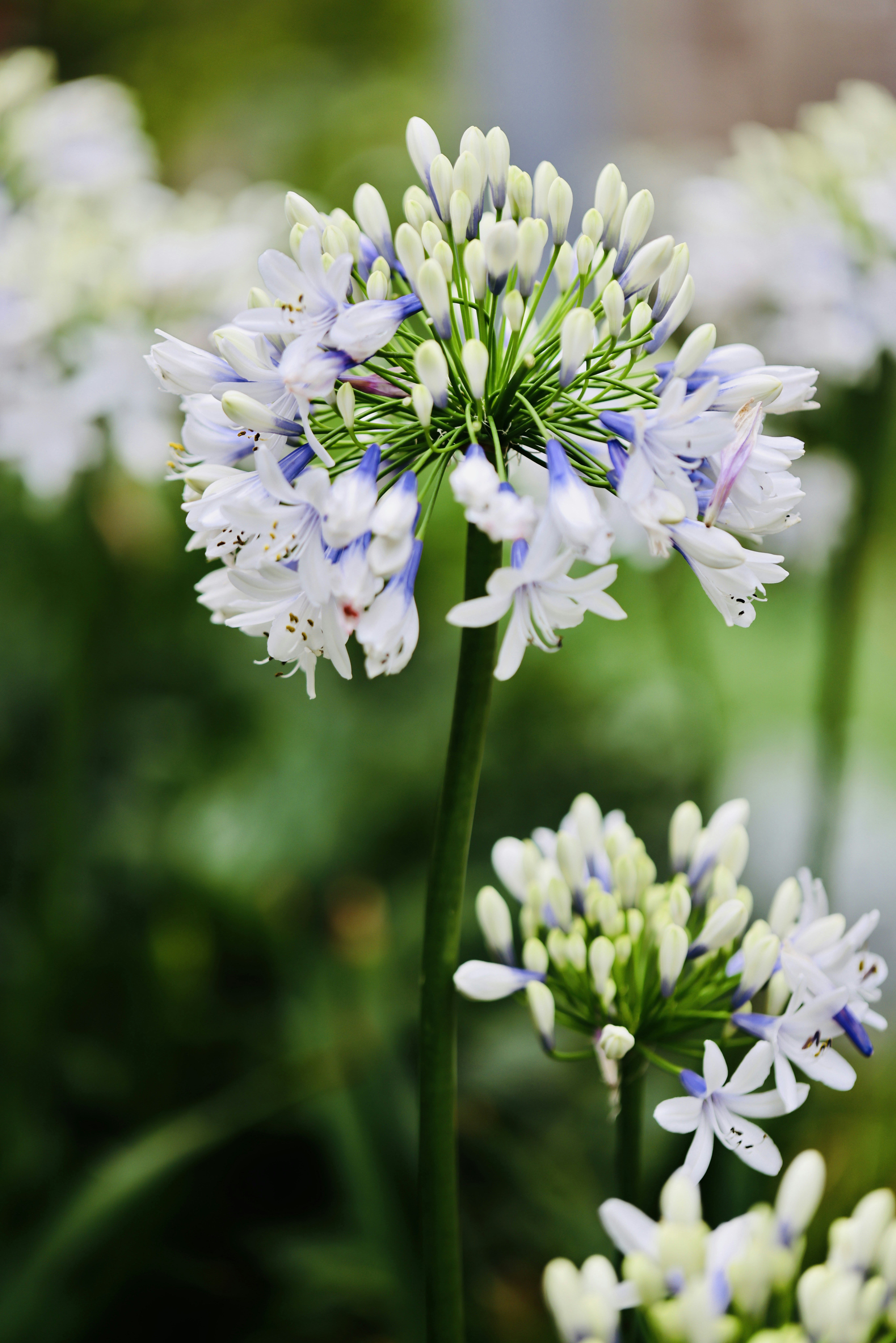 Photo by dickenslin76