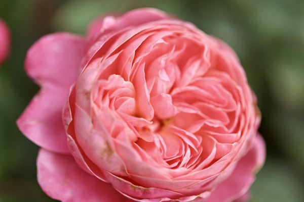 Rosa — Rosa damascena