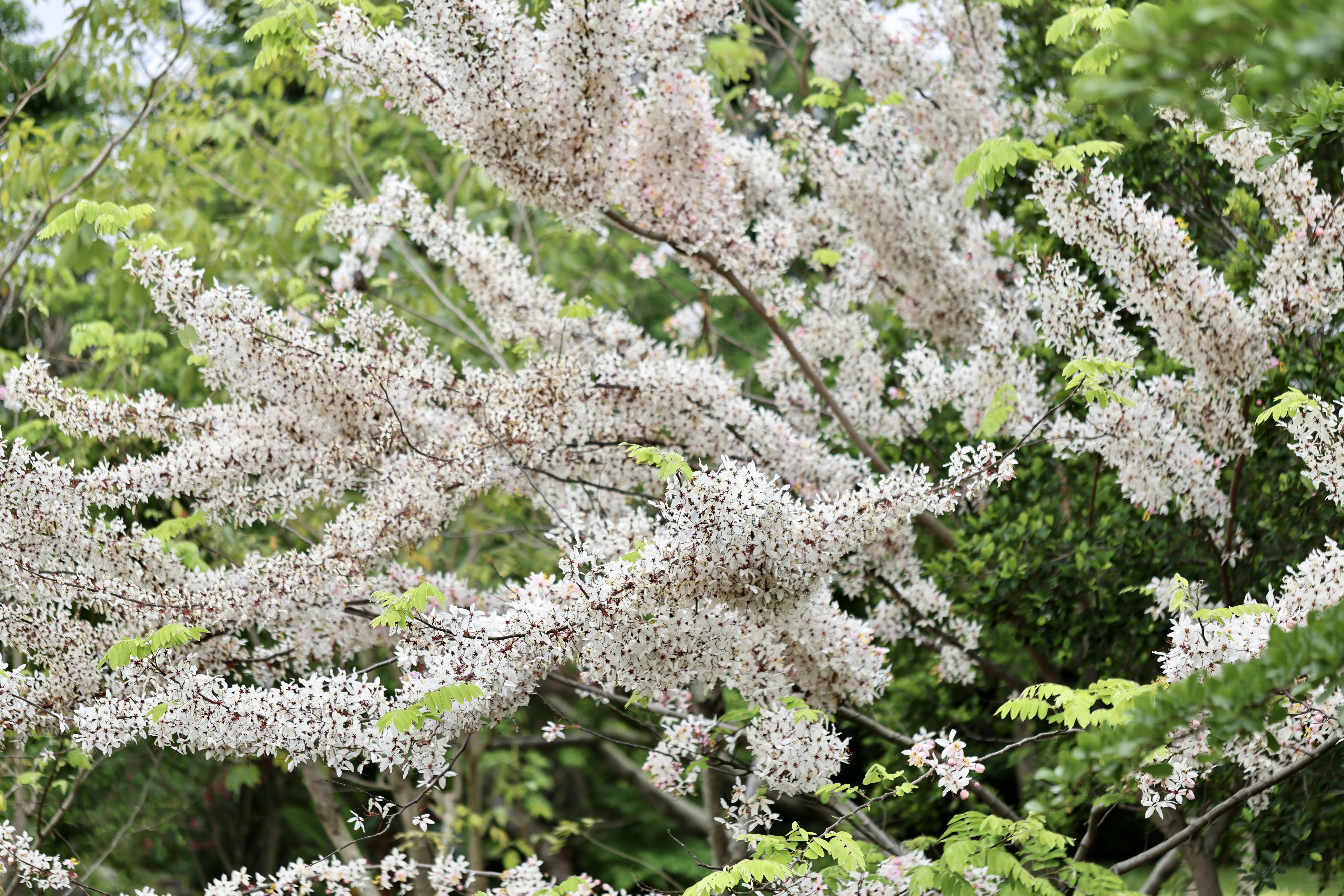 Photo by dickenslin76