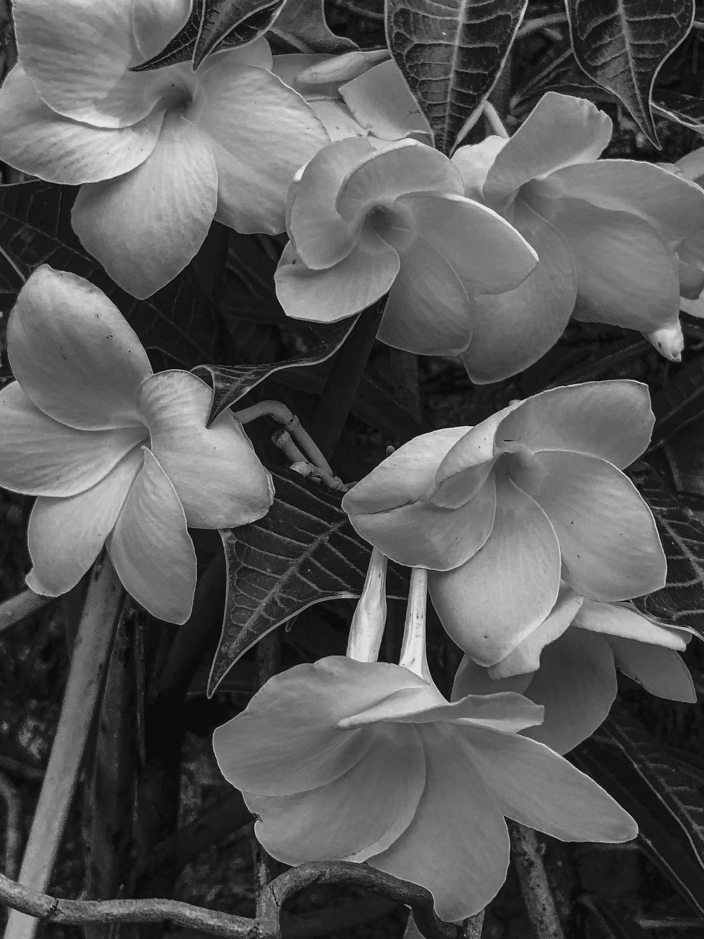 a group of white flowers