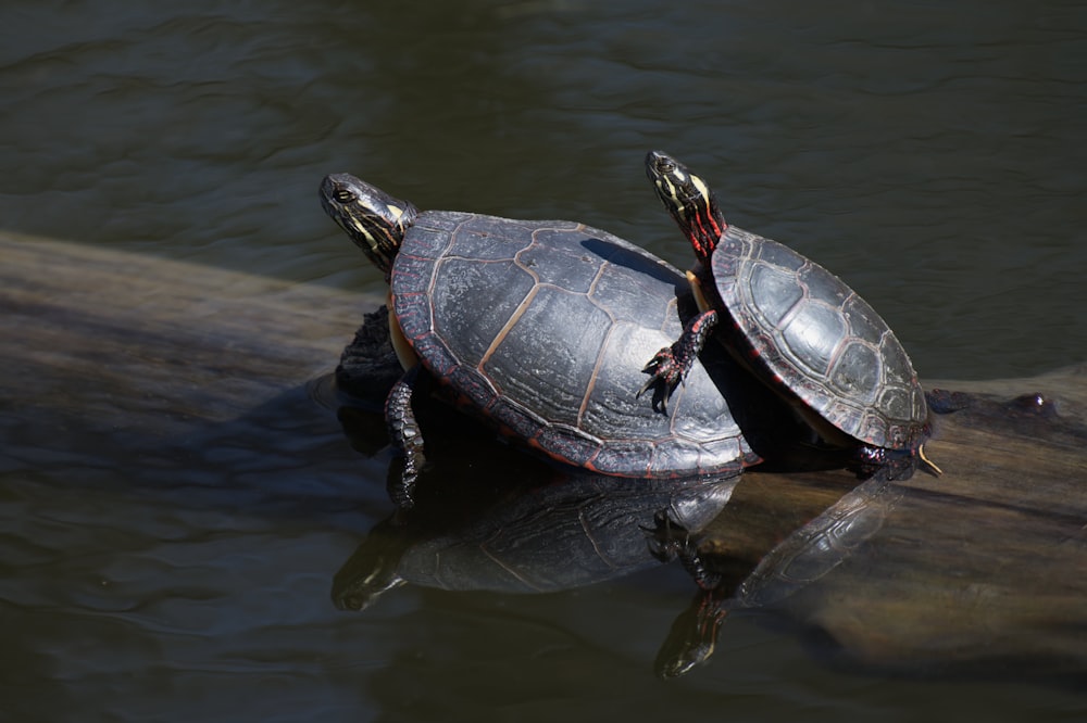 a group of turtles on a log in the water