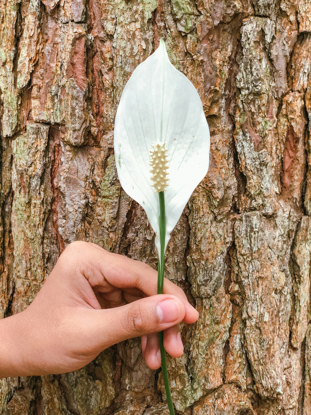 una mano che tiene un fiore bianco