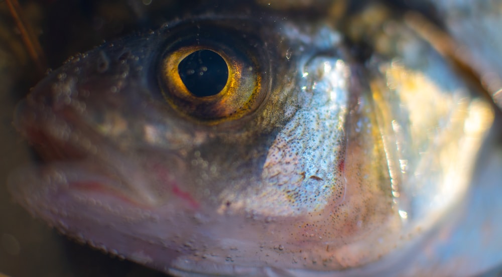 a close up of a fish